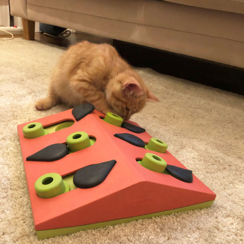 Nina Ottosson Cat Melon Madness Treat Puzzle Level 2 - gra logiczna dla kota, poziom 2 Nina Ottosson Cat Melon Madness Treat Puzzle Level 2 - gra logiczna dla kota, poziom 2