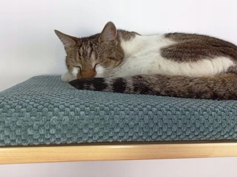Półka ścienna dla kota, wisząca FLAT 75 cm SH-F75 Półka ścienna dla kota, wisząca FLAT 75 cm SH-F75