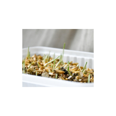 Gimpet Hydro Gras Trawa z hydrogranulkami dla kota 150g Gimpet Hydro Gras Trawa z hydrogranulkami dla kota 150g