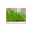 Gimpet Hydro Gras Trawa z hydrogranulkami dla kota 150g