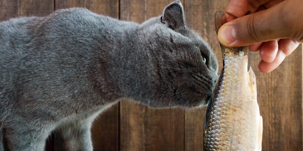 Kot wąchający surową rybę