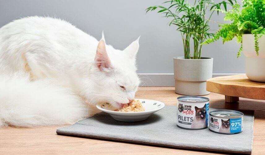 Dorosły kot jedzący mokrą karmę John Dog for Cats 